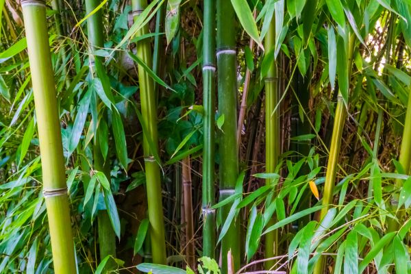 Bamboo Trimming in Santa Monica