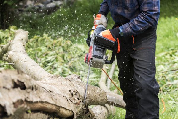 Branch Removal Service in Santa Monica