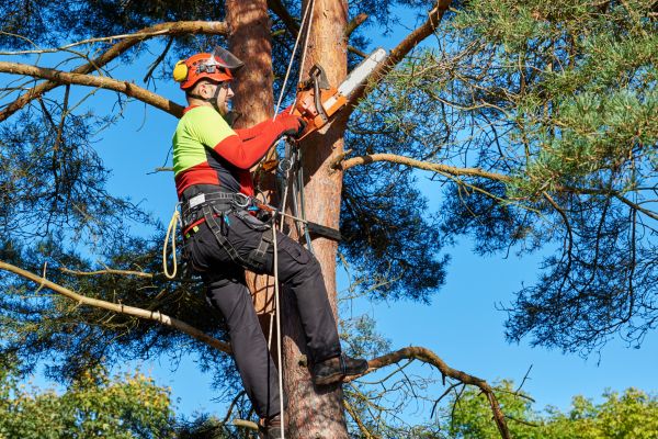Tree Service in Santa Monica
