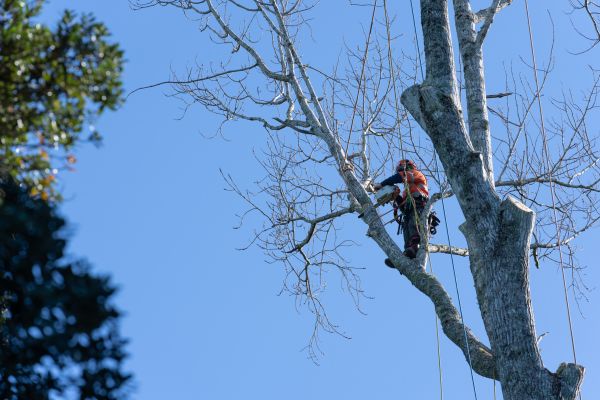 Tree Topping Service in Santa Monica