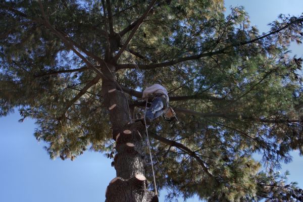 Trimming Service in Santa Monica