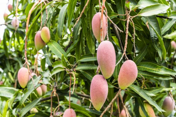Mango Tree Trimming in Santa Monica