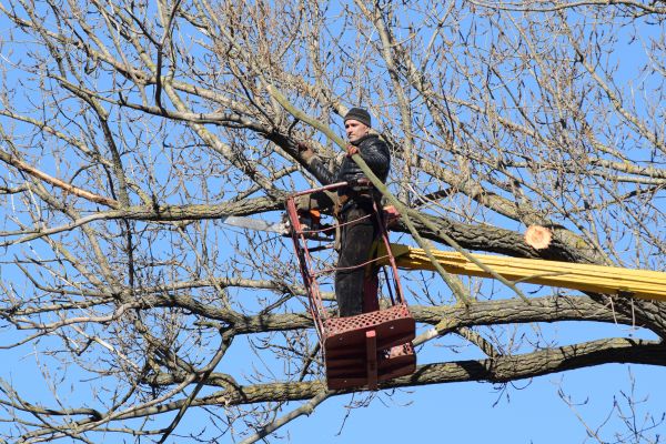 Emergency Tree Trimming in Santa Monica