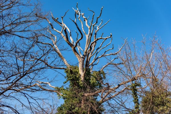 Deadwood Removal in Santa Monica