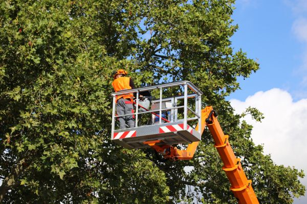 Commercial Tree Service in Santa Monica