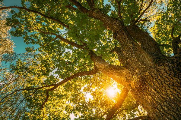 Oak Tree Pruning in Santa Monica