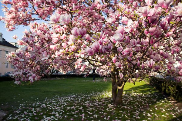 Magnolia Tree Pruning in Santa Monica