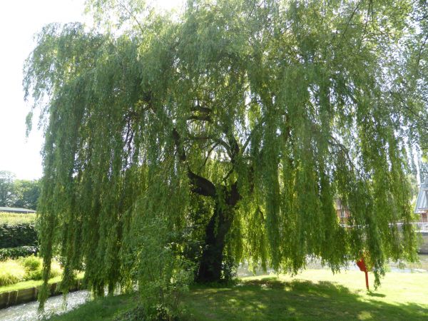 Willow Tree Trimming in Santa Monica