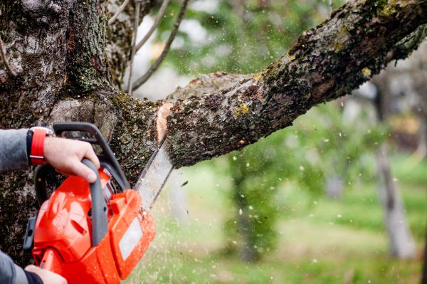 Tree Limbs Removal in Santa Monica