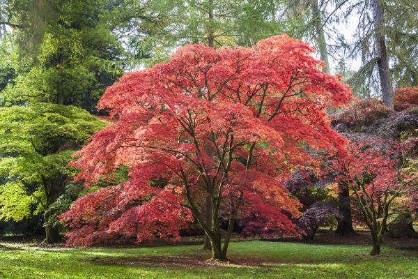 Japanese Maple Pruning in Santa Monica