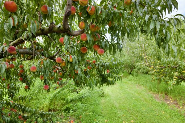 Peach Tree Pruning in Santa Monica