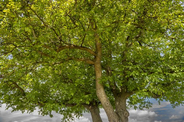 Walnut Tree Trimming in Santa Monica
