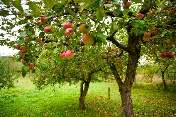 Apple Tree Pruning in Santa Monica