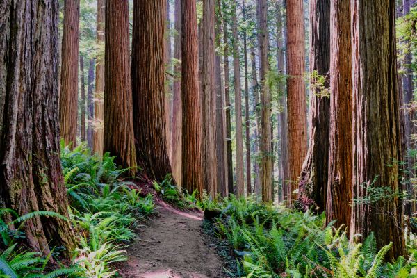 Redwood Tree Trimming in Santa Monica
