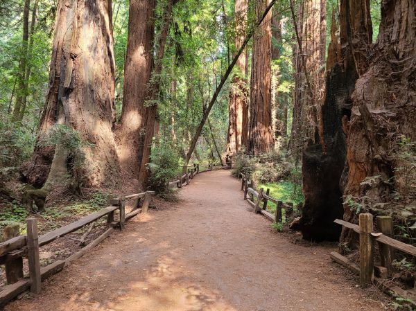 Redwood Tree Pruning in Santa Monica