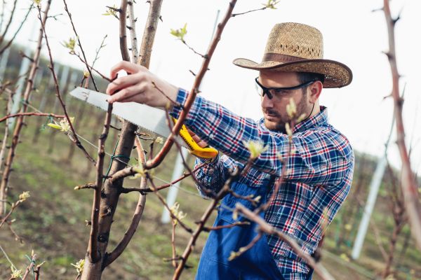 Orchard Tree Pruning in Santa Monica
