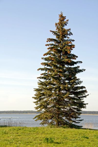 Spruce Tree Pruning in Santa Monica