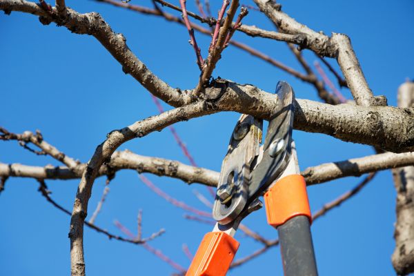 Peach Tree Trimming in Santa Monica