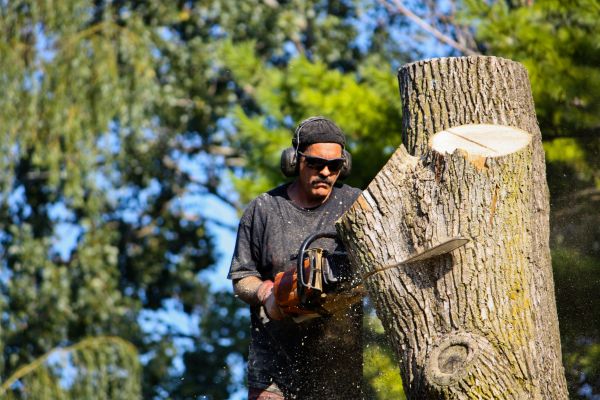 Ash Tree Pruning in Santa Monica