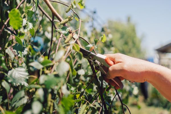 Birch Tree Pruning in Santa Monica