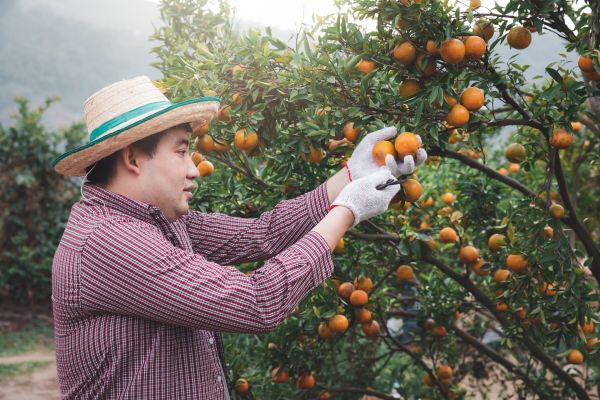 Orange Tree Pruning in Santa Monica