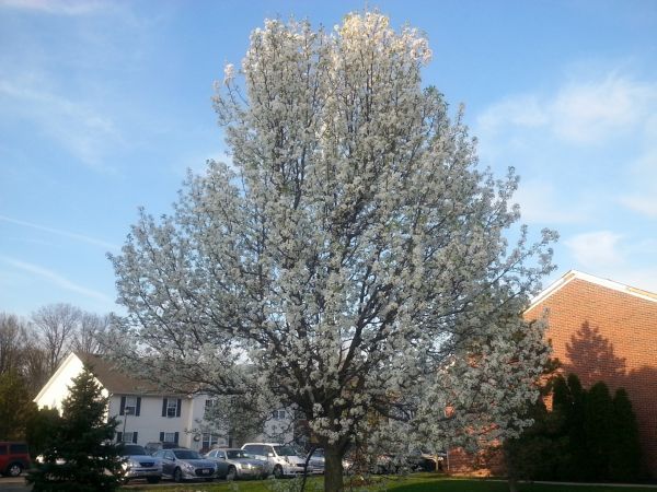 Bradford Pear Tree Pruning in Santa Monica
