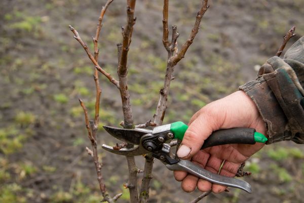 Pear Trees Pruning in Santa Monica