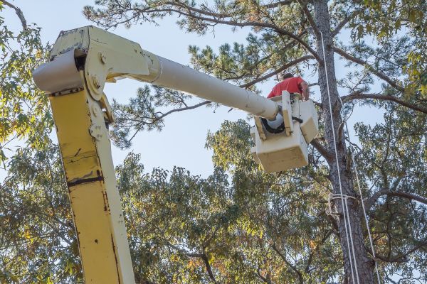 Limbs Trimming in Santa Monica