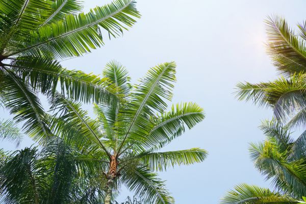 Queen Palm Tree Trimming in Santa Monica