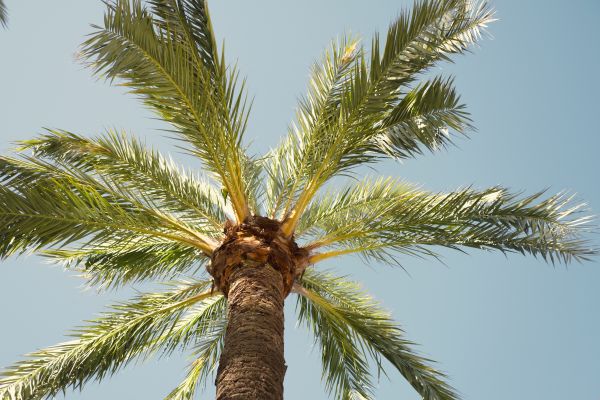 Queen Palm Pruning in Santa Monica