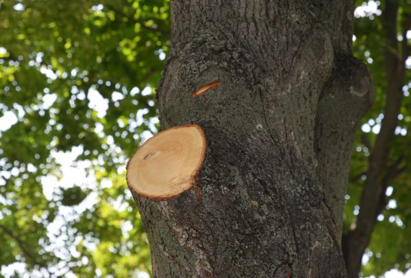 Limb Cutting in Santa Monica