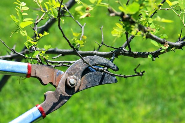 Branches Pruning in Santa Monica