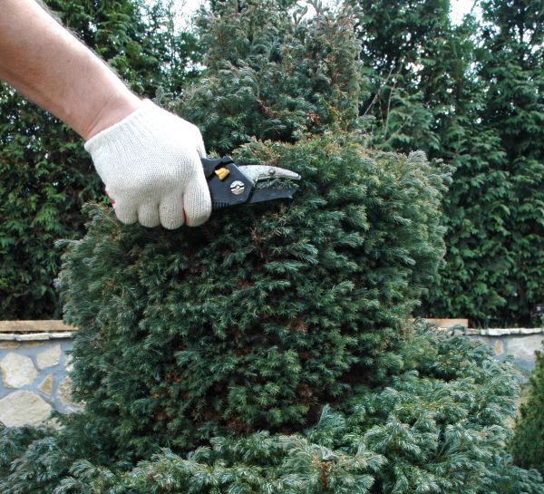 Ornamental Tree Trimming in Santa Monica