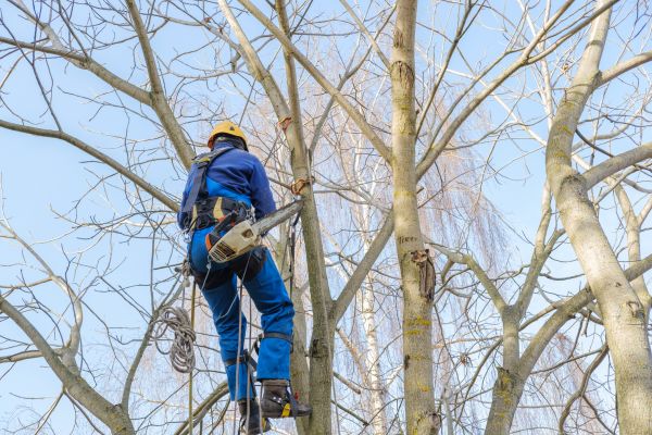 Large Tree Trimming in Santa Monica