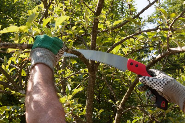 Apple Tree Trimming in Santa Monica