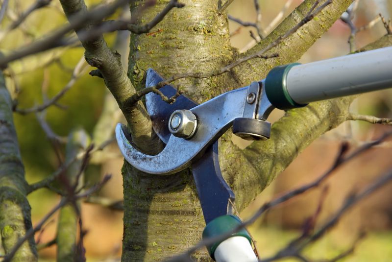 Beech Tree Pruning