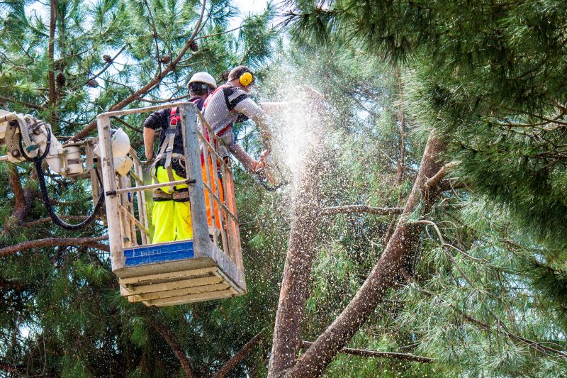 Cedar Tree Trimming