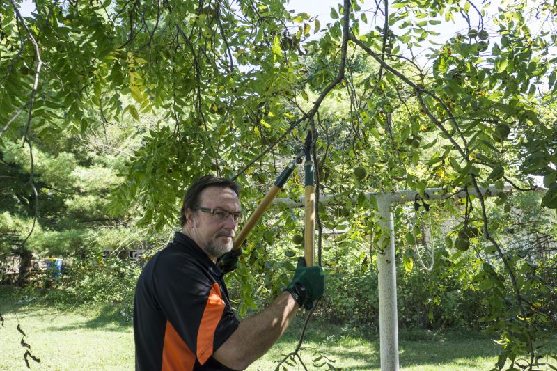 Products For Tree Trimmings in use