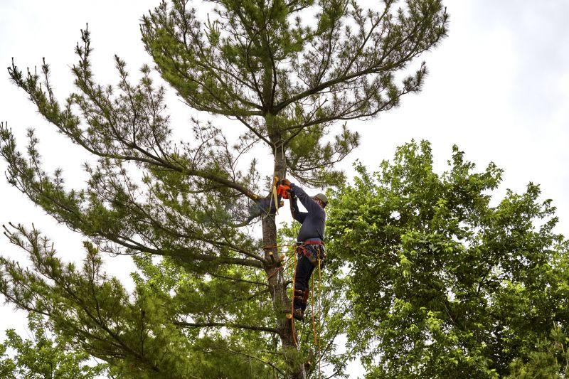 Climber Performing Tree Pruning