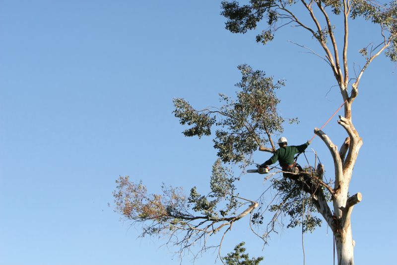 Tree Inspection by Arborist