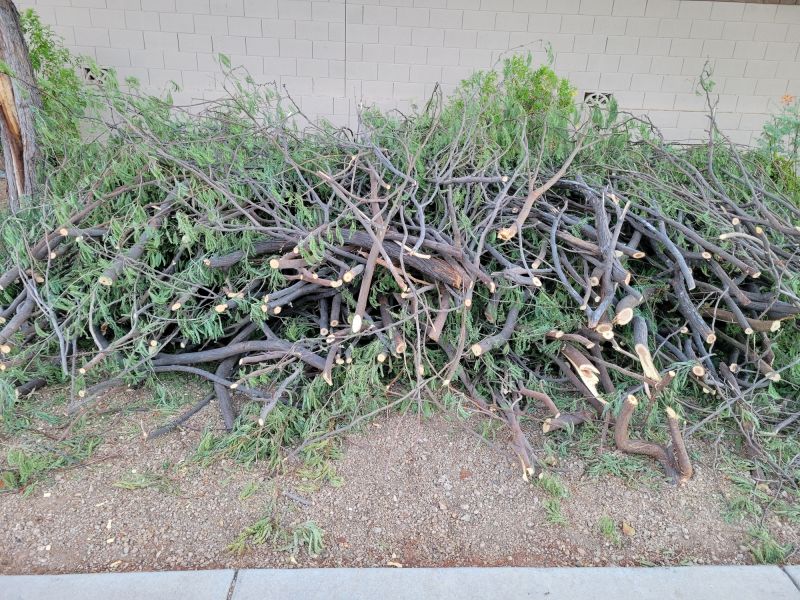 Spring Tree Trimming