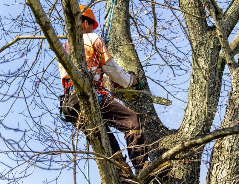 Seasonal Tree Maintenance